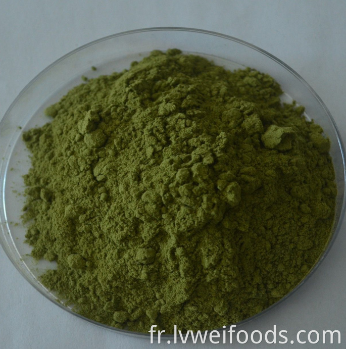 Poudre de laitue déshydratée Dehydrated Lettuce Powder